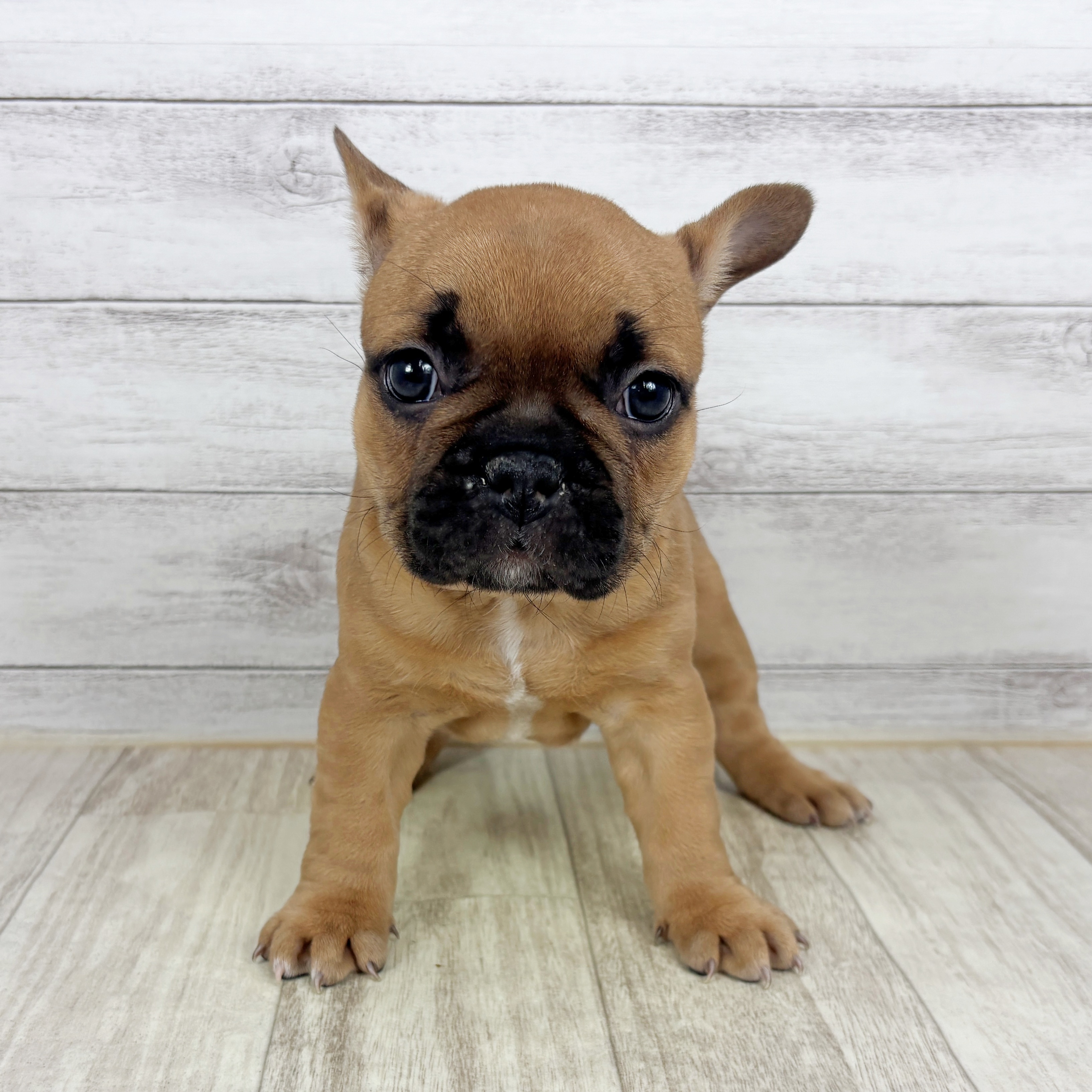 兵庫県のフレンチブルドッグ (犬の家＆猫の里川西店/2025年11月1日生まれ/女の子/フォーン)の子犬