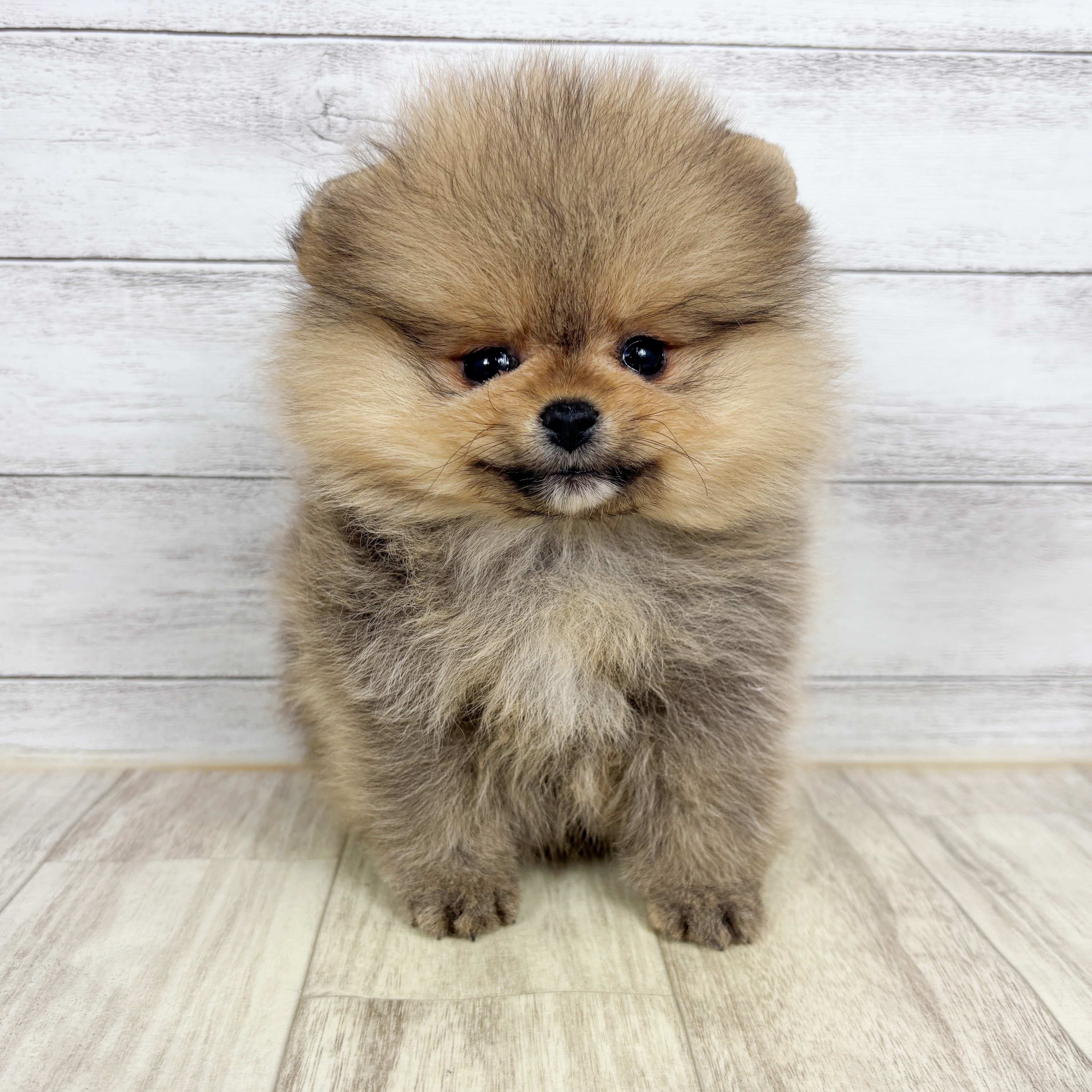 兵庫県のポメラニアン (犬の家＆猫の里川西店/2025年10月30日生まれ/男の子/オレンジ)の子犬