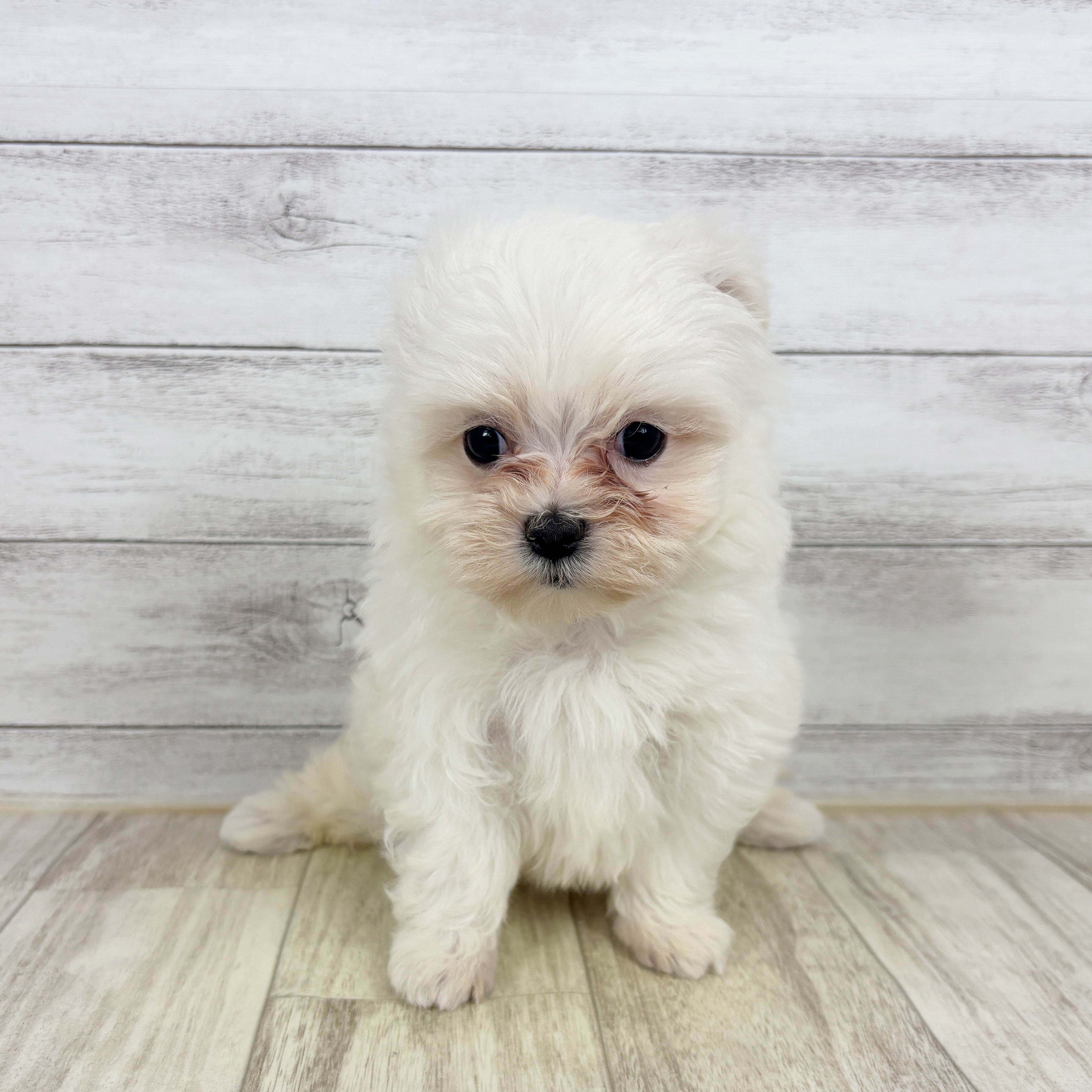 兵庫県のマルチーズ (犬の家＆猫の里カナート西神戸店/2025年11月1日生まれ/女の子/ホワイト)の子犬