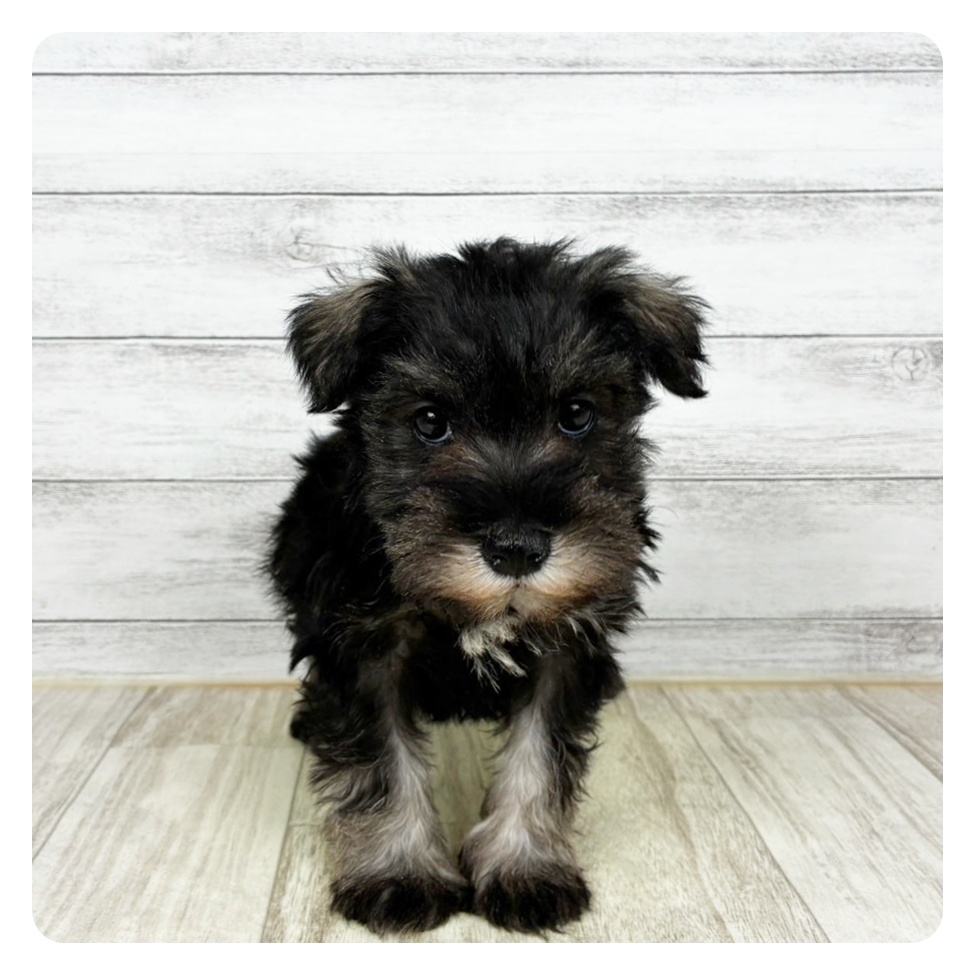 兵庫県のミニチュアシュナウザー (犬の家＆猫の里川西店/2025年11月2日生まれ/女の子/ソルトペッパー)の子犬