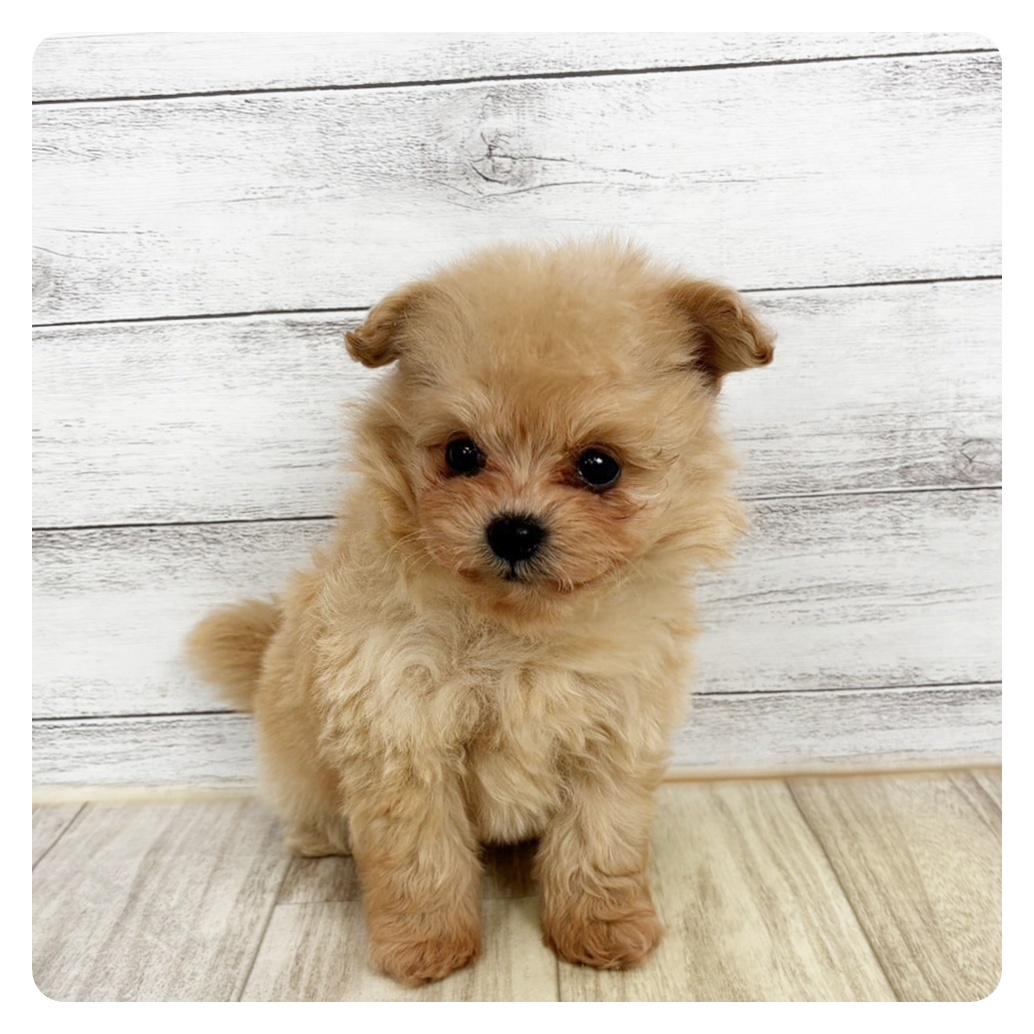 兵庫県のポメプー(ポメラニアン×プードル) (犬の家＆猫の里川西店/2025年11月1日生まれ/男の子/クリーム)の子犬
