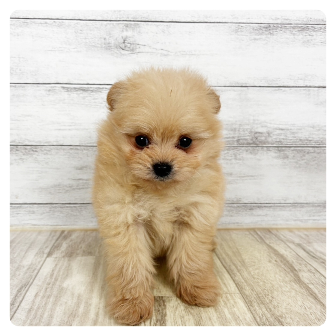 兵庫県のポメプー(ポメラニアン×プードル) (犬の家＆猫の里川西店/2025年11月1日生まれ/男の子/クリーム)の子犬