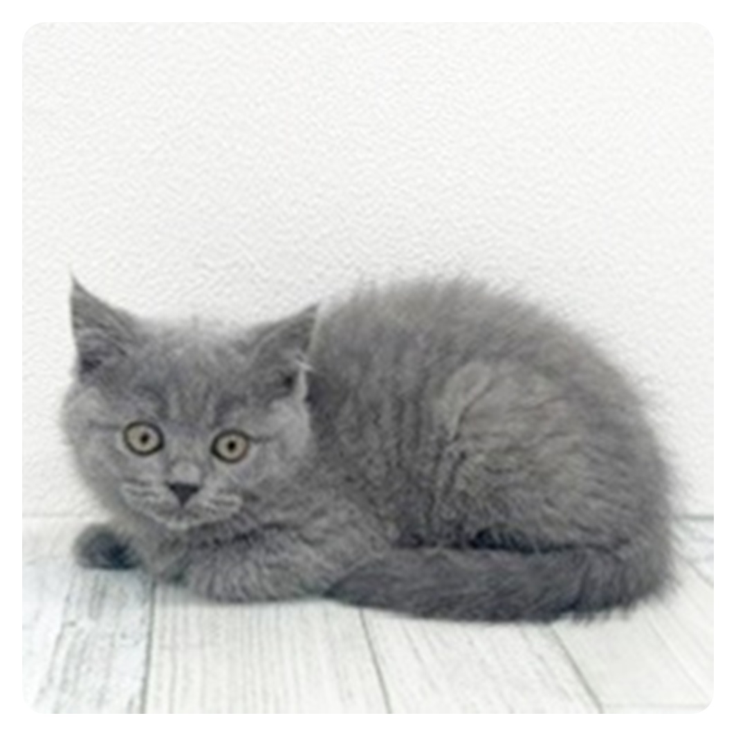 福岡県のブリティッシュショートヘアー (犬の家＆猫の里シュロアモール筑紫野店/2025年10月27日生まれ/女の子/ブルー)の子猫