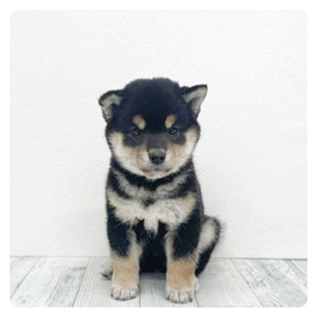 福岡県の柴犬(標準サイズ) (犬の家＆猫の里くりえいと宗像店/2025年10月30日生まれ/女の子/黒)の子犬