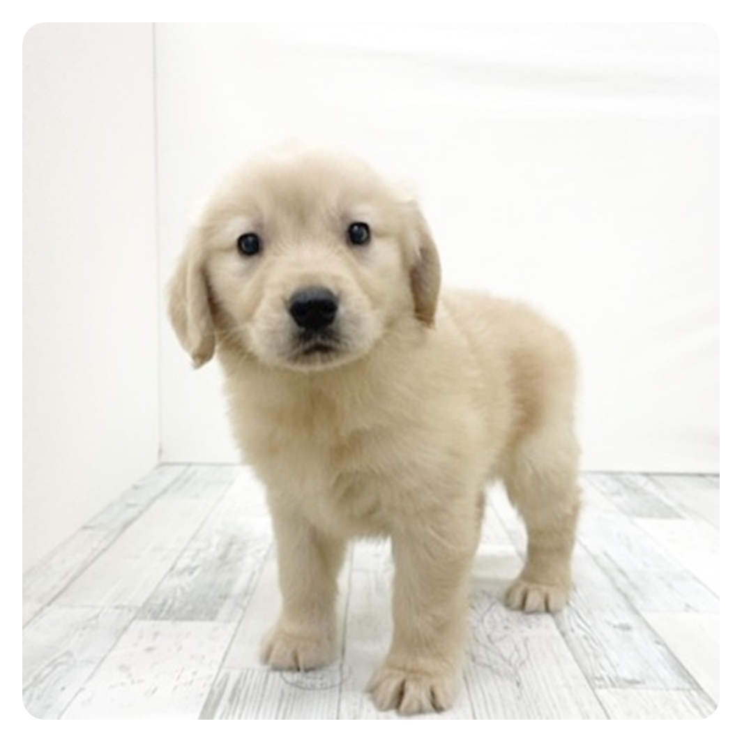 福岡県のゴールデンレトリバー (犬の家＆猫の里シュロアモール筑紫野店/2025年11月2日生まれ/女の子/ゴールデン)の子犬