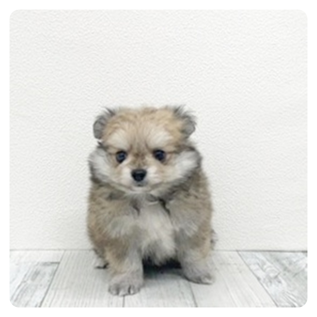 福岡県のポメチワ/チワポメ/ポメチー(ポメラニアン×チワワ) (犬の家＆猫の里シュロアモール筑紫野店/2025年11月1日生まれ/女の子/フォーン)の子犬