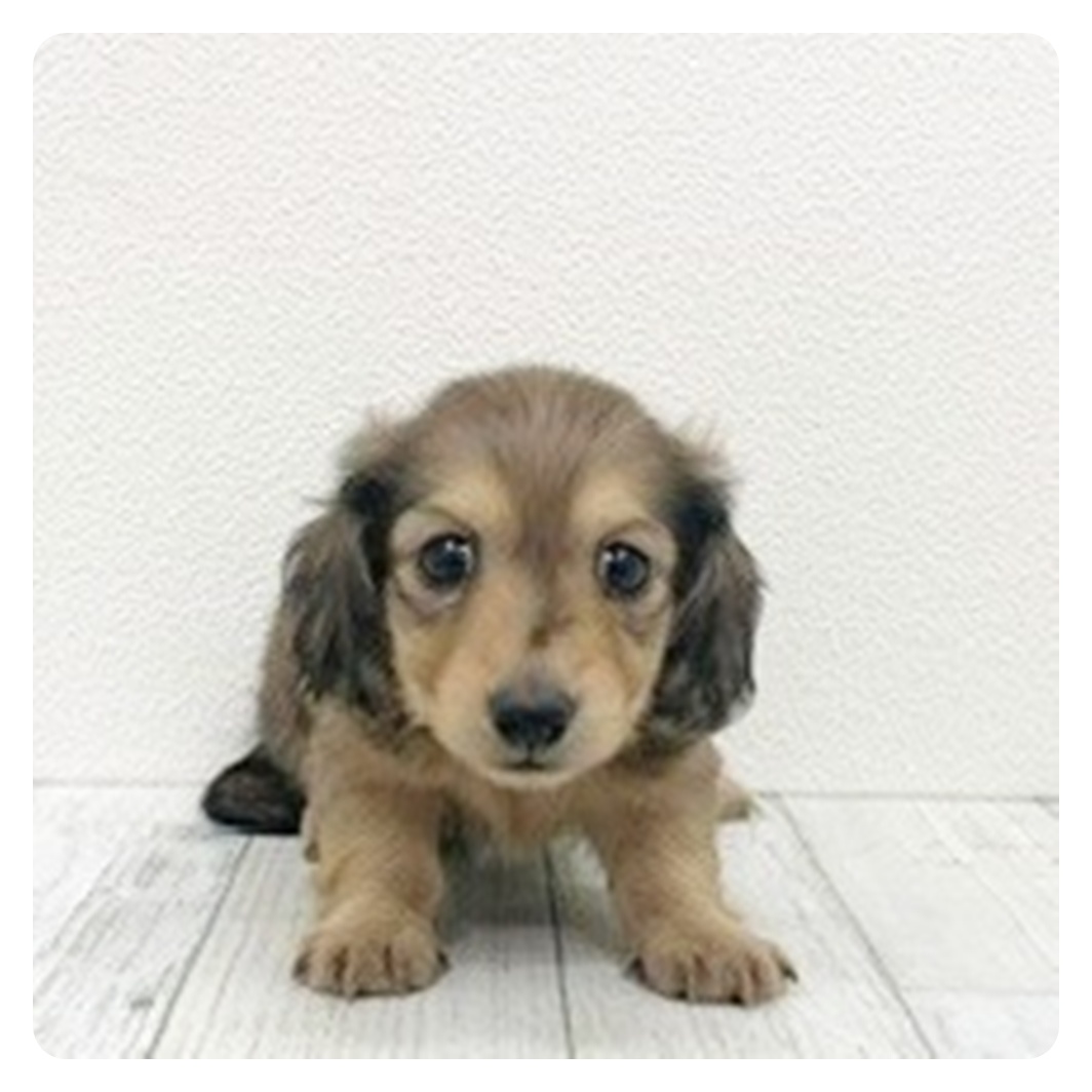 福岡県のカニンヘンダックスフンド(ロング) (犬の家＆猫の里くりえいと宗像店/2025年11月2日生まれ/女の子/シェーデットイエロー)の子犬