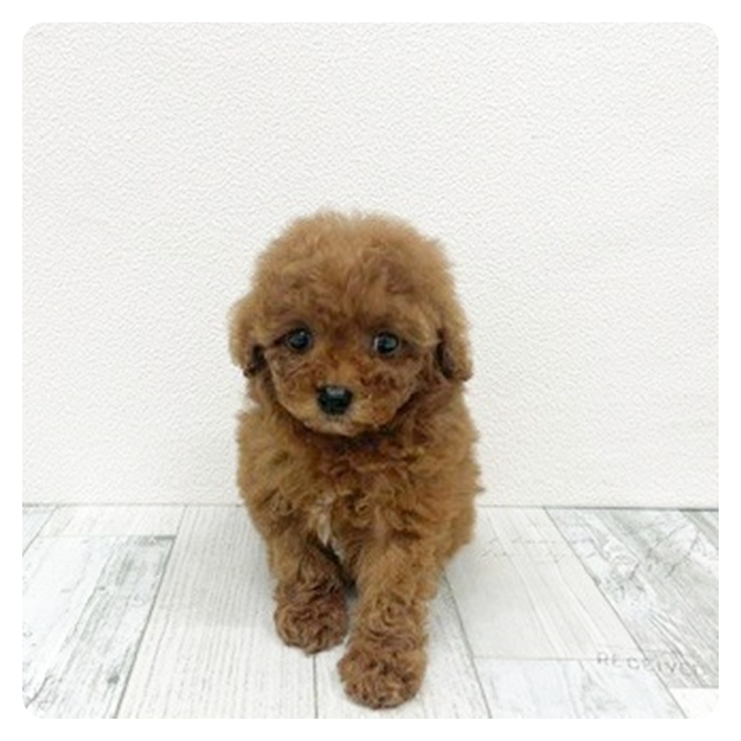 福岡県のトイプードル(トイ) (犬の家＆猫の里トリアス久山店/2025年10月27日生まれ/女の子/レッド)の子犬