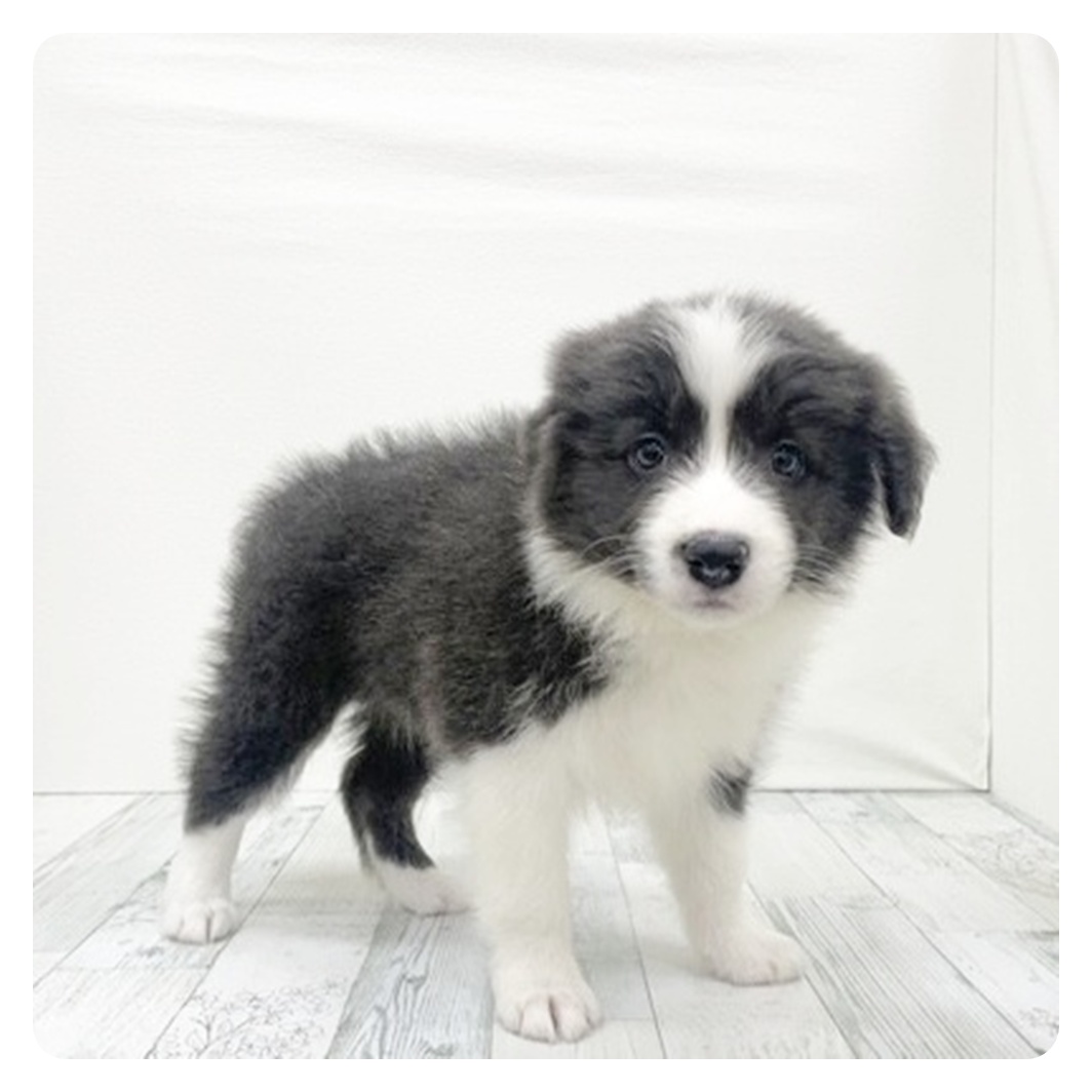 福岡県のボーダーコリー (犬の家＆猫の里トリアス久山店/2025年10月26日生まれ/女の子/ブルーホワイト)の子犬