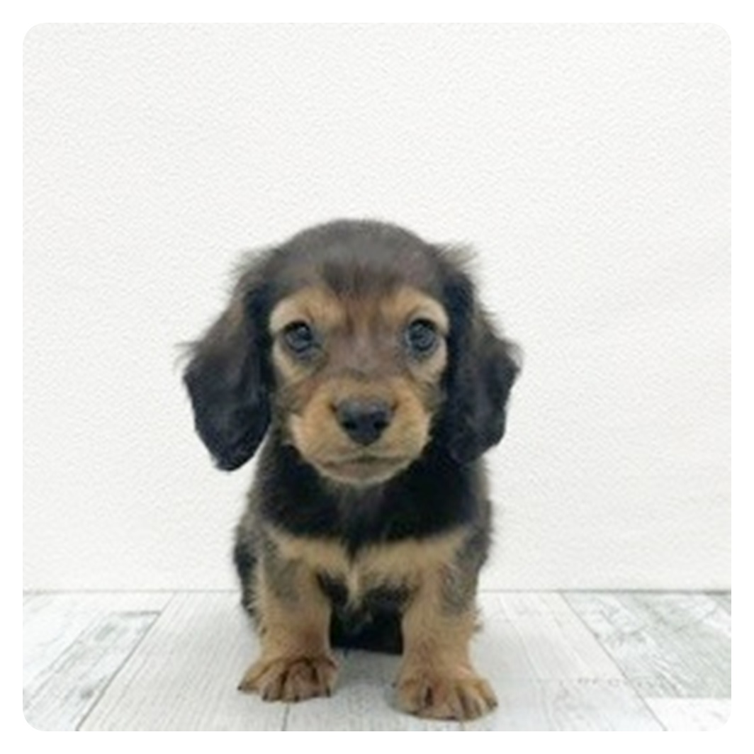 福岡県のミニチュアダックスフンド(ロング) (犬の家＆猫の里シュロアモール筑紫野店/2025年10月30日生まれ/男の子/シェーデットレッド)の子犬