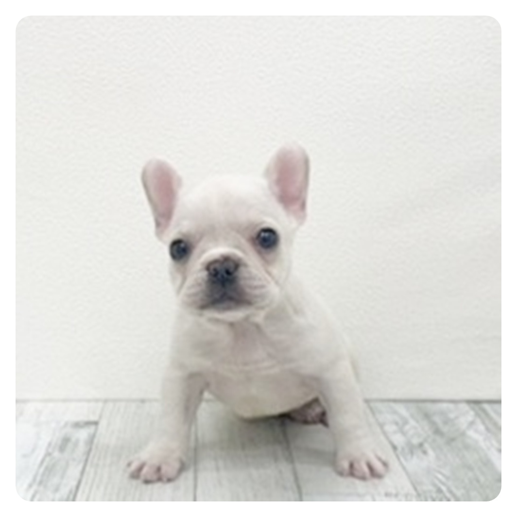 福岡県のフレンチブルドッグ (犬の家＆猫の里トリアス久山店/2025年11月1日生まれ/女の子/クリーム)の子犬