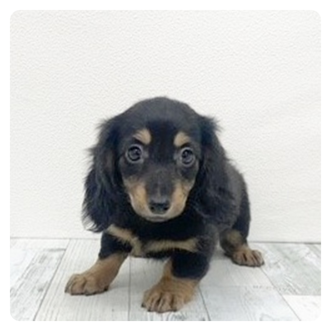 福岡県のミニチュアダックスフンド(ロング) (犬の家＆猫の里くりえいと宗像店/2025年11月1日生まれ/女の子/ブラックタン)の子犬