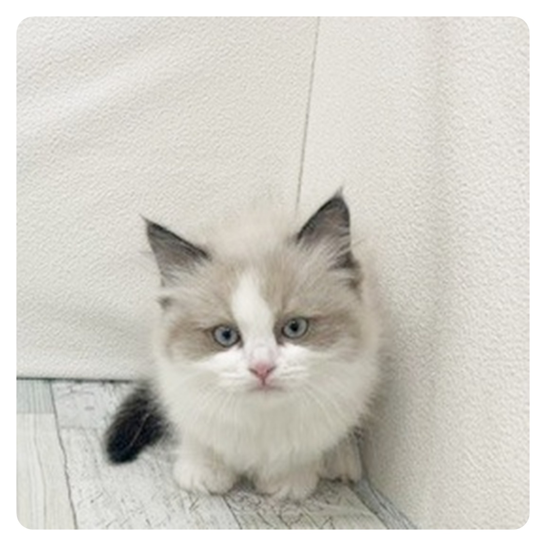 福岡県のラグドール (犬の家＆猫の里トリアス久山店/2025年10月30日生まれ/女の子/シールポイントバイカラー)の子猫