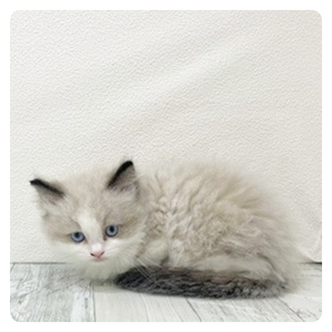 福岡県のラグドール (犬の家＆猫の里シュロアモール筑紫野店/2025年10月30日生まれ/男の子/シールポイントバイカラー)の子猫