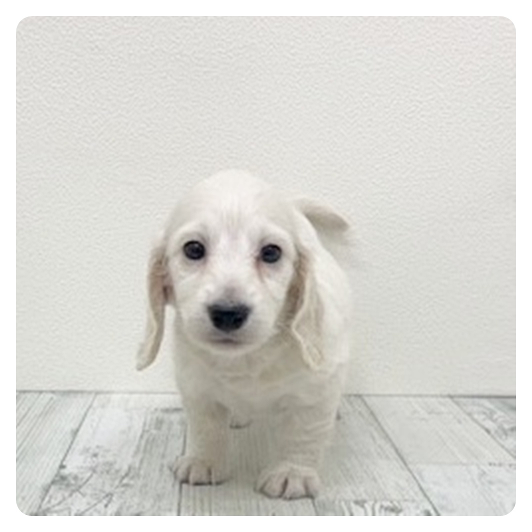 福岡県のミニチュアダックスフンド(ロング) (犬の家＆猫の里くりえいと宗像店/2025年11月1日生まれ/男の子/イエロー)の子犬