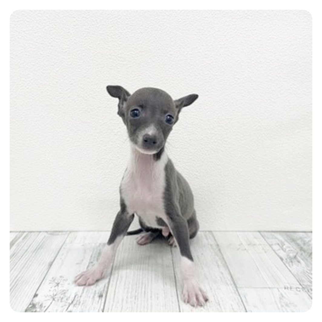 福岡県のイタリアングレーハウンド (犬の家＆猫の里シュロアモール筑紫野店/2025年10月26日生まれ/男の子/ブルーホワイト)の子犬