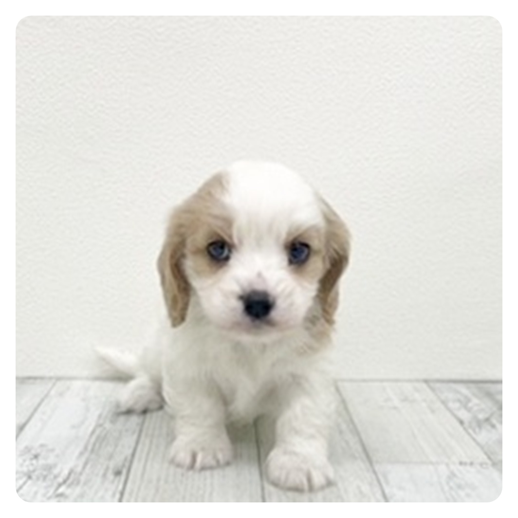 福岡県のハーフ犬・ミックス犬 (犬の家＆猫の里くりえいと宗像店/2025年10月31日生まれ/女の子/ブレンハイム)の子犬