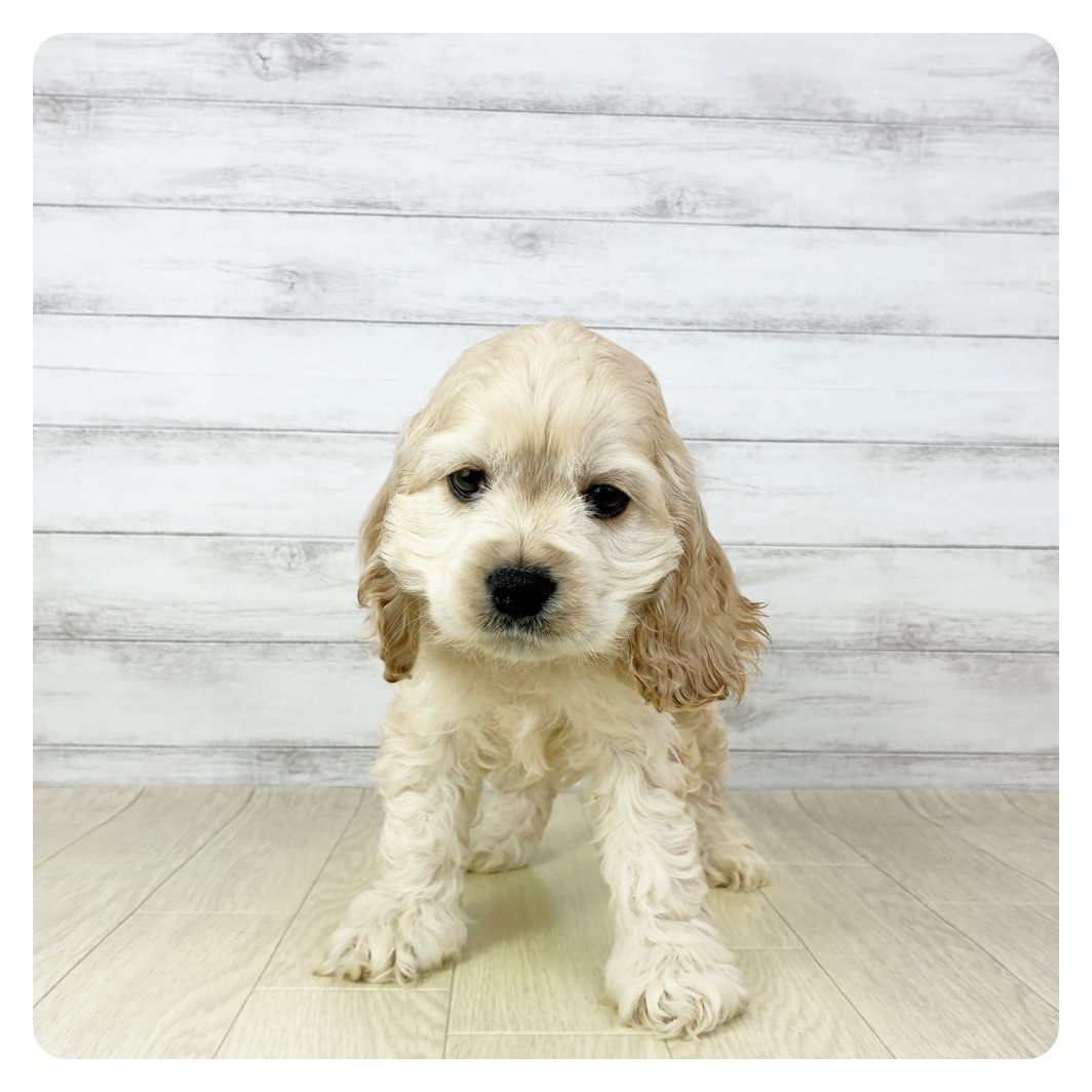 愛知県のアメリカンコッカースパニエル (犬の家＆猫の里春日井本店/2025年11月1日生まれ/女の子/バフ)の子犬の2枚目の画像