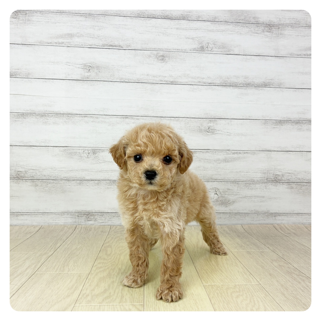 静岡県のビションプー(ビションフリーゼ×プードル) (犬の家＆猫の里プレ葉ウォーク浜北店/2025年11月2日生まれ/男の子/アプリコット)の子犬