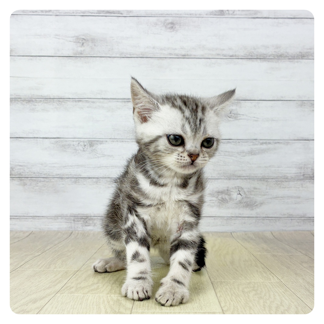 愛知県のアメリカンショートヘアー (犬の家＆猫の里MiO香久山店/2025年10月28日生まれ/男の子/シルバータビー)の子猫