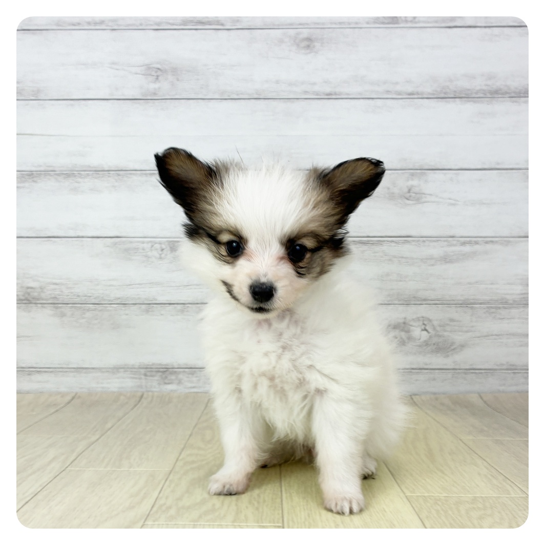 愛知県のパピヨン (犬の家＆猫の里碧南店/2025年11月1日生まれ/女の子/ホワイトブラウン)の子犬