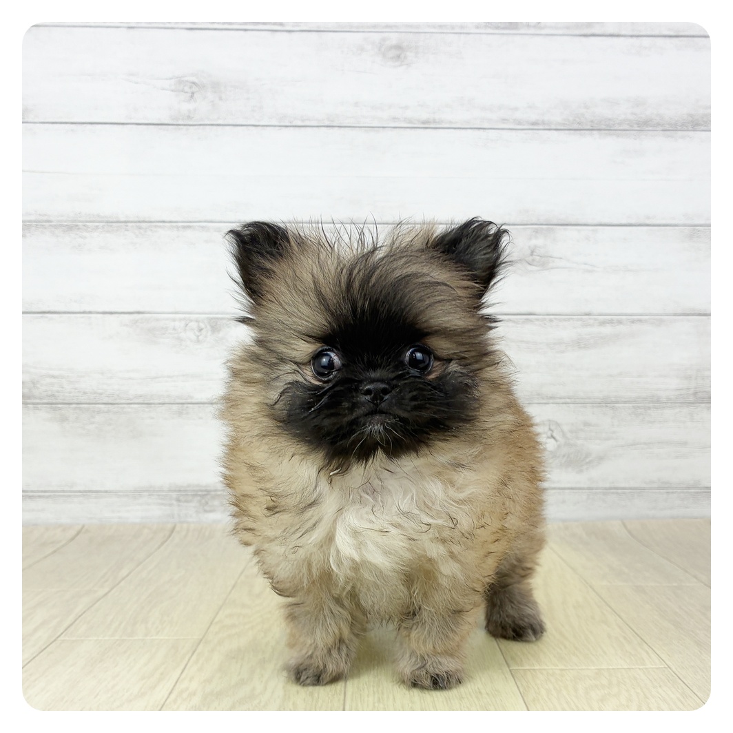 愛知県のペキポメ/ポメペキ(ペキニーズ×ポメラニアン) (犬の家＆猫の里アミーゴ神の倉店/2025年11月1日生まれ/女の子/フォーン)の子犬