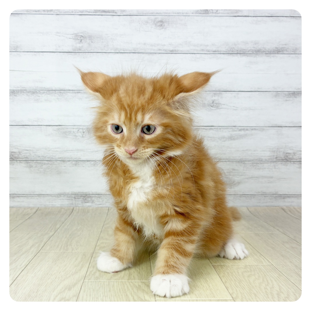 東京都のメインクーン (犬の家＆猫の里新宿店/2025年10月28日生まれ/男の子/レッドタビーホワイト)の子猫