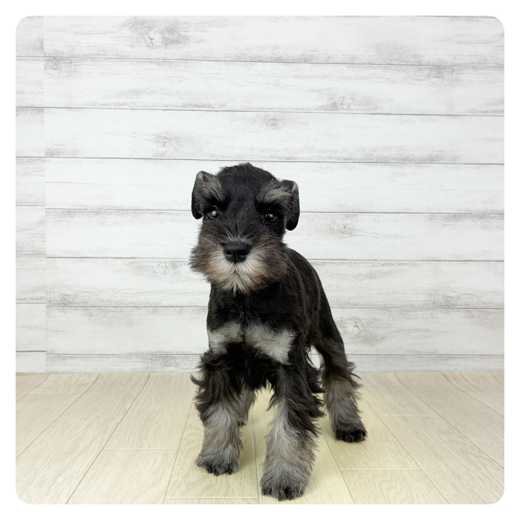 愛知県のミニチュアシュナウザー (犬の家＆猫の里豊川インター店/2025年11月1日生まれ/男の子/ブラックシルバー)の子犬
