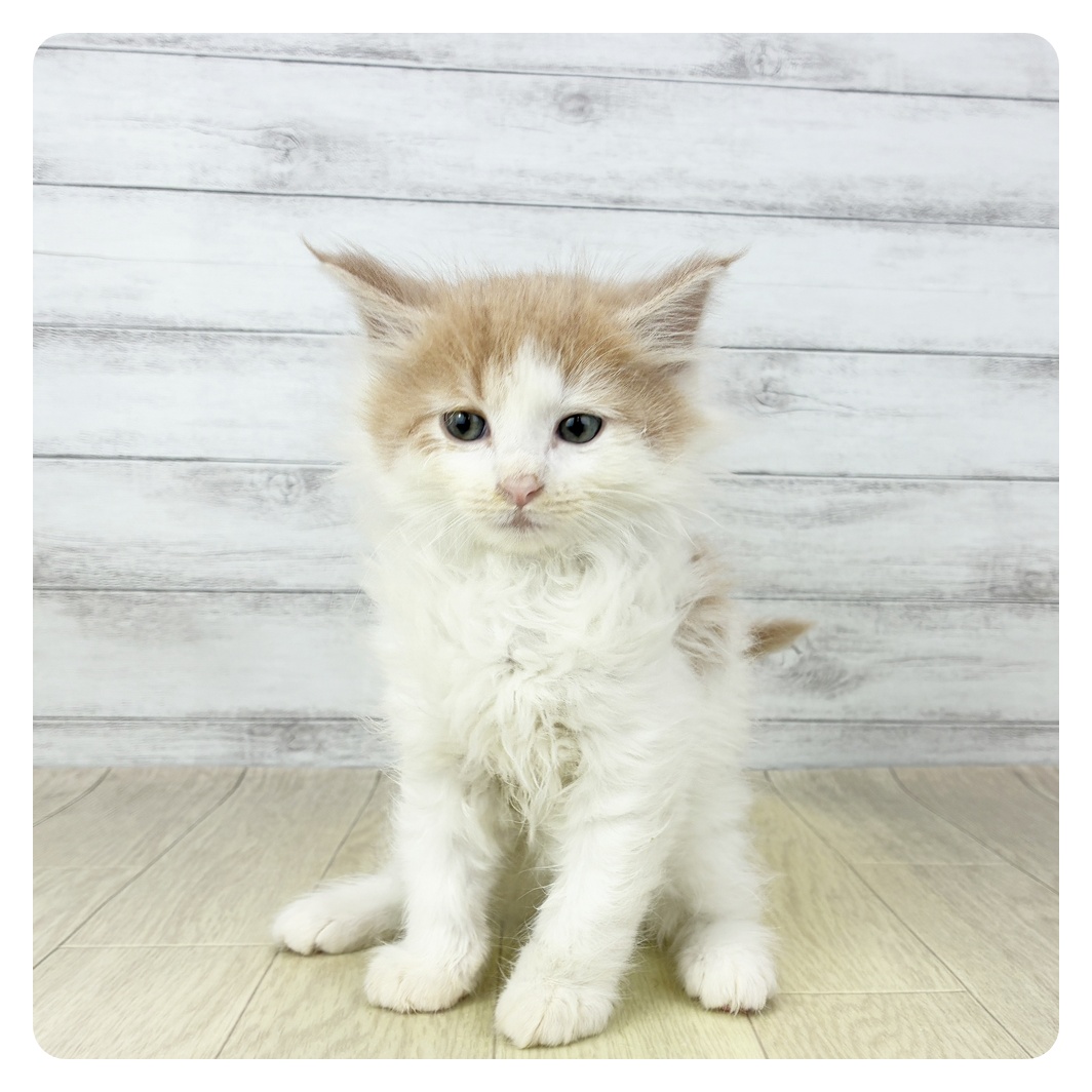 静岡県のノルウェージャンフォレストキャット (犬の家＆猫の里藤枝店/2025年11月2日生まれ/男の子/クリームタビーホワイト)の子猫