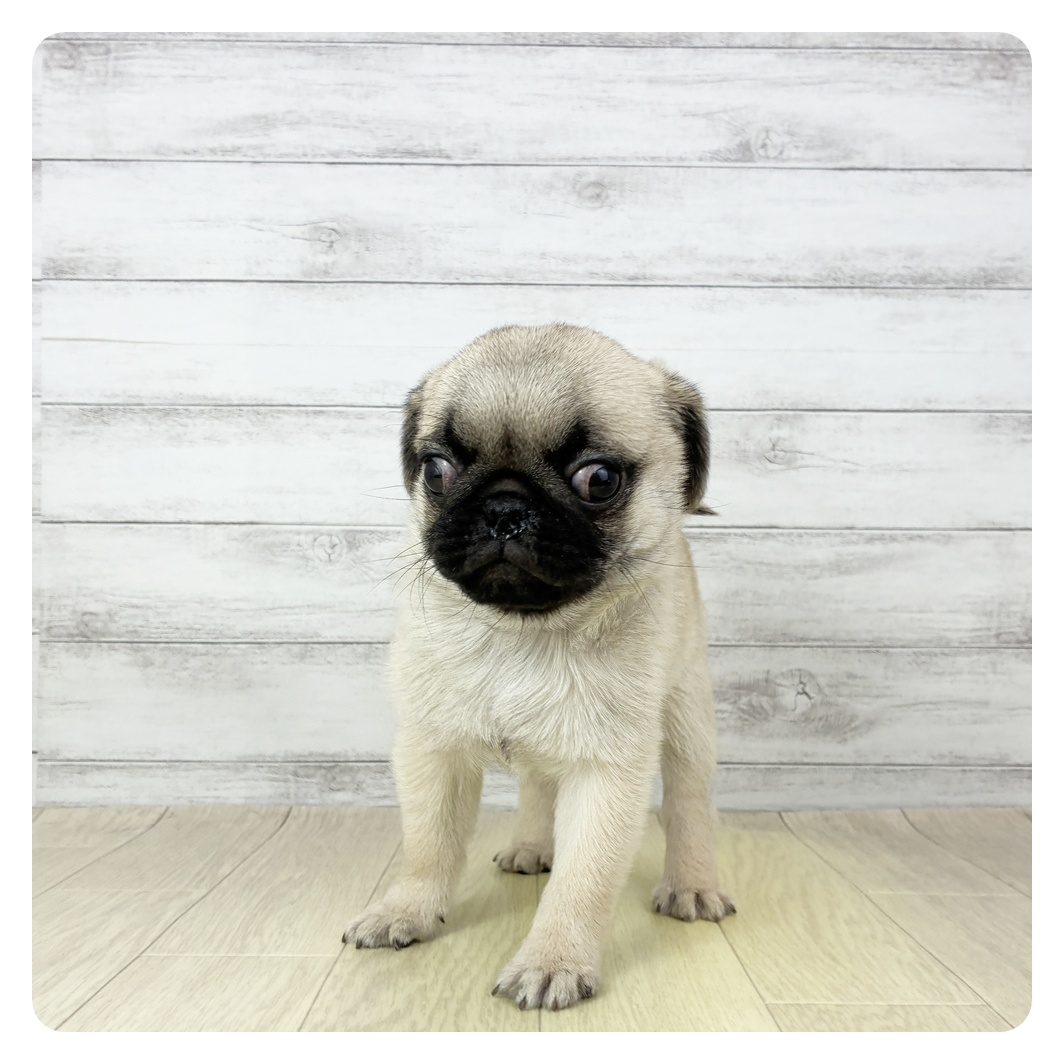 愛知県のパグ (犬の家＆猫の里豊田店/2025年10月24日生まれ/男の子/フォーン)の子犬