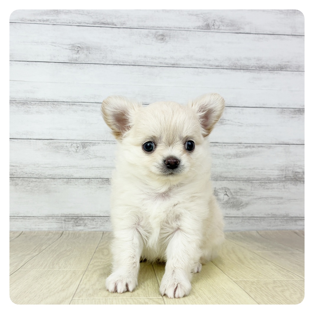 愛知県のチワワ(ロング) (犬の家＆猫の里MiO香久山店/2025年11月1日生まれ/女の子/クリーム)の子犬