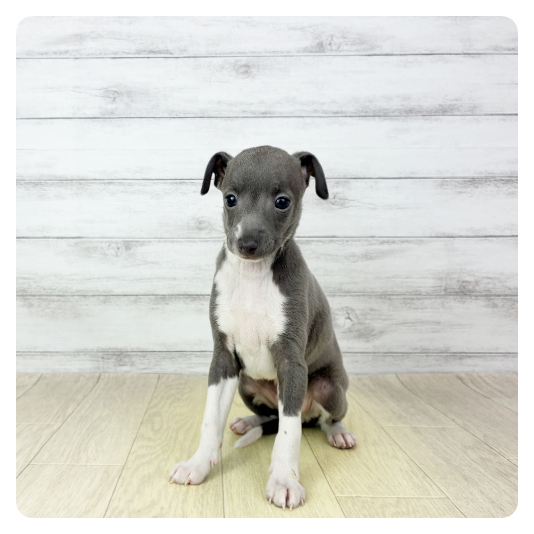 愛知県のイタリアングレーハウンド (犬の家＆猫の里名古屋天白店/2025年11月1日生まれ/男の子/ブルー、ホワイトマーキング)の子犬