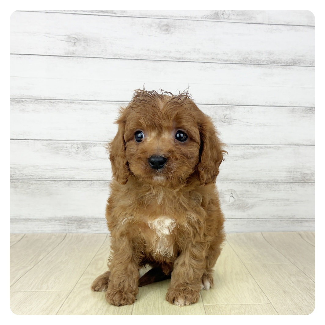 愛知県のキャバプー(キャバリア×プードル) (犬の家＆猫の里MiO香久山店/2025年11月2日生まれ/男の子/レッド)の子犬
