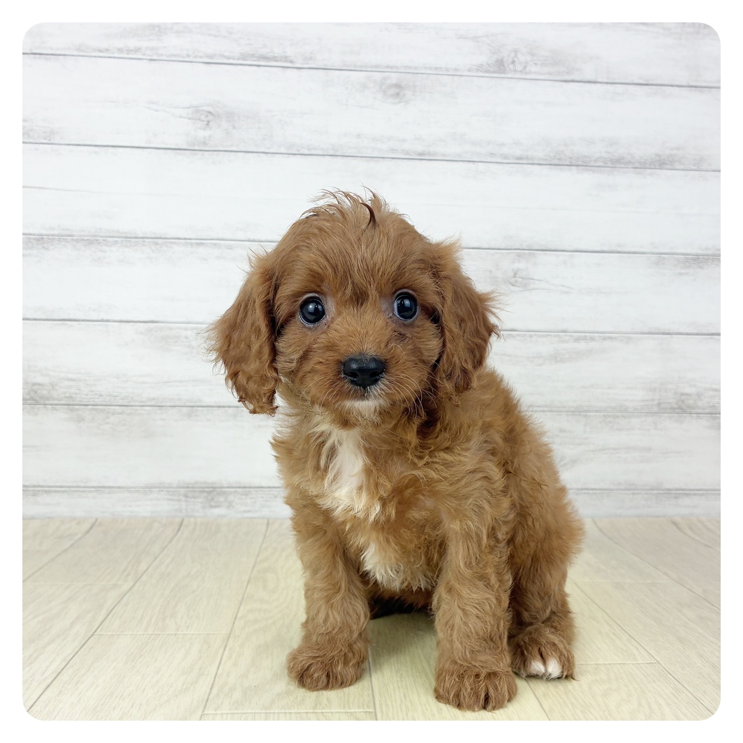 愛知県のキャバプー(キャバリア×プードル) (犬の家＆猫の里愛知刈谷店/2025年11月2日生まれ/女の子/レッド)の子犬の2枚目の画像