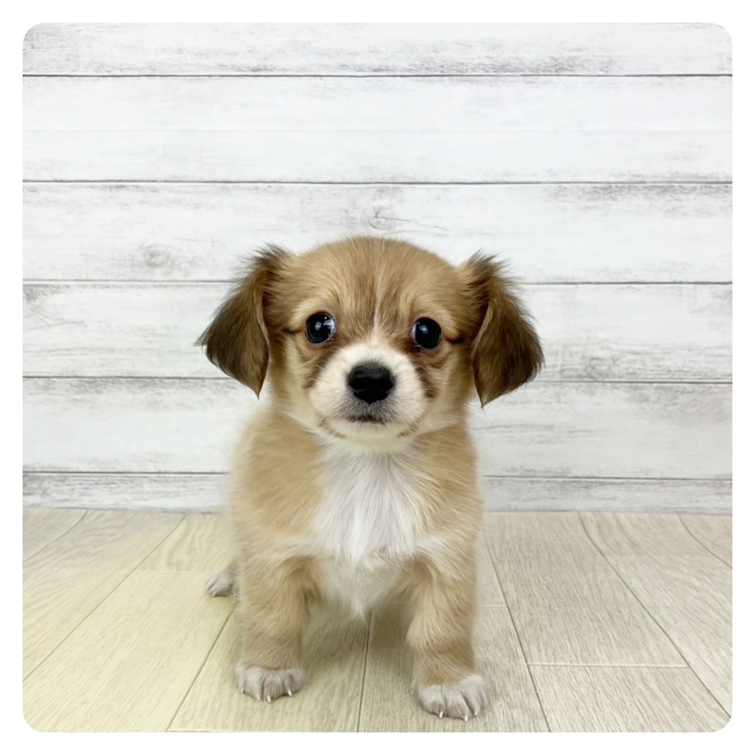 愛知県のチワックス(チワワ×ダックス) (犬の家＆猫の里春日井本店/2025年10月26日生まれ/男の子/レッドホワイト)の子犬