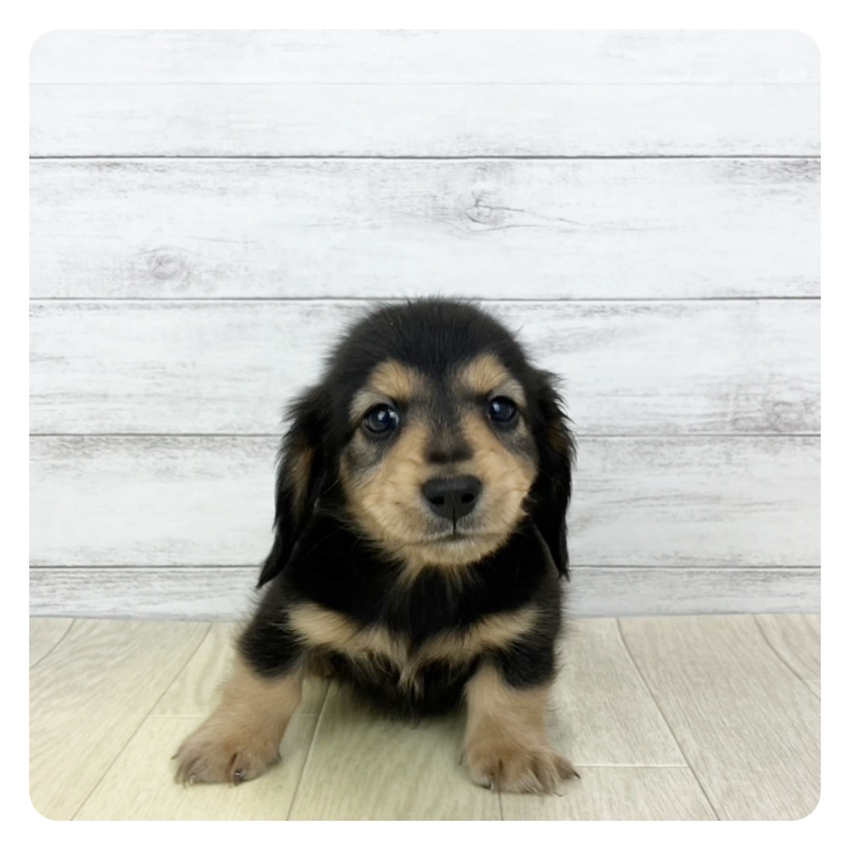 愛知県のミニチュアダックスフンド(ロング) (犬の家＆猫の里豊田店/2025年11月2日生まれ/男の子/ブラックタン)の子犬