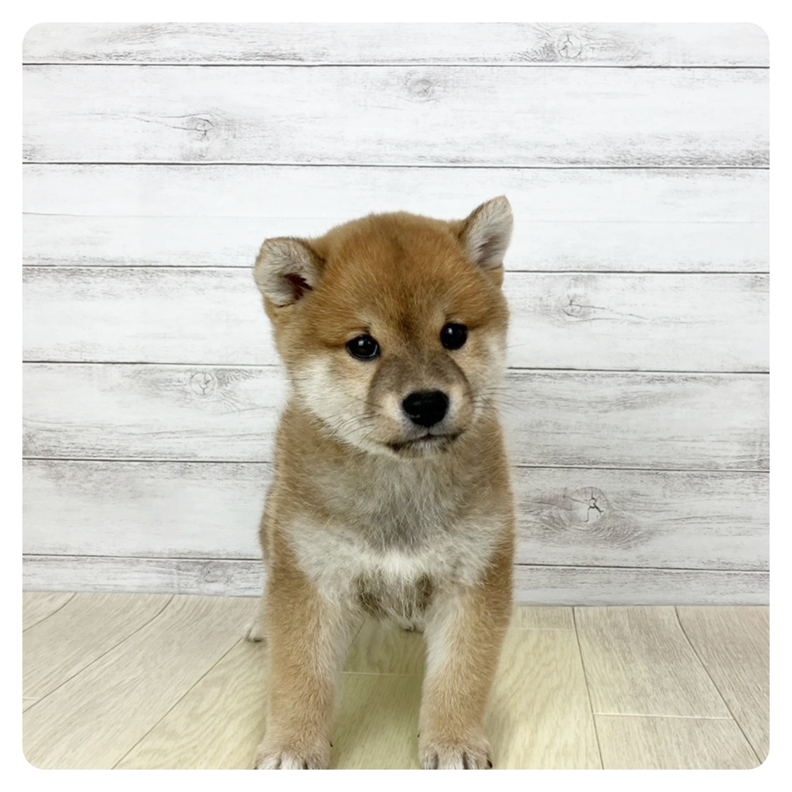 兵庫県の柴犬(標準サイズ) (犬の家＆猫の里尼崎店/2025年10月27日生まれ/男の子/赤)の子犬