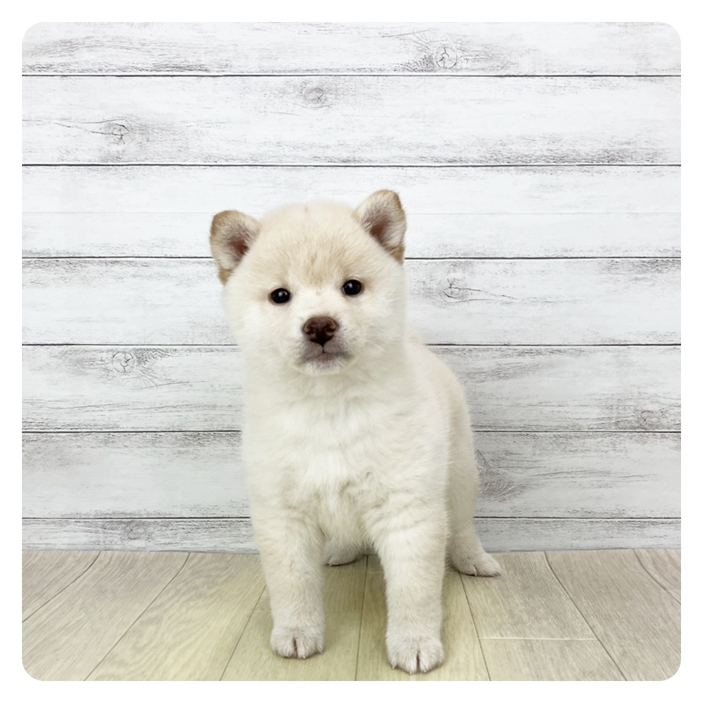 岐阜県の柴犬(標準サイズ) (犬の家＆猫の里岐南店/2025年10月27日生まれ/女の子/白)の子犬の2枚目の画像