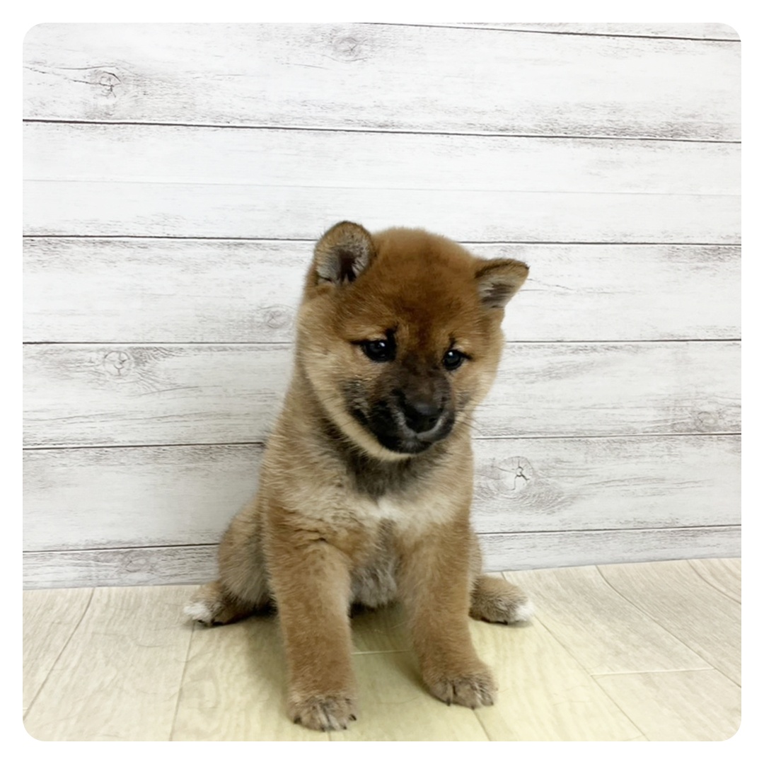 愛知県の柴犬(標準サイズ) (犬の家＆猫の里豊川インター店/2025年10月27日生まれ/女の子/赤)の子犬