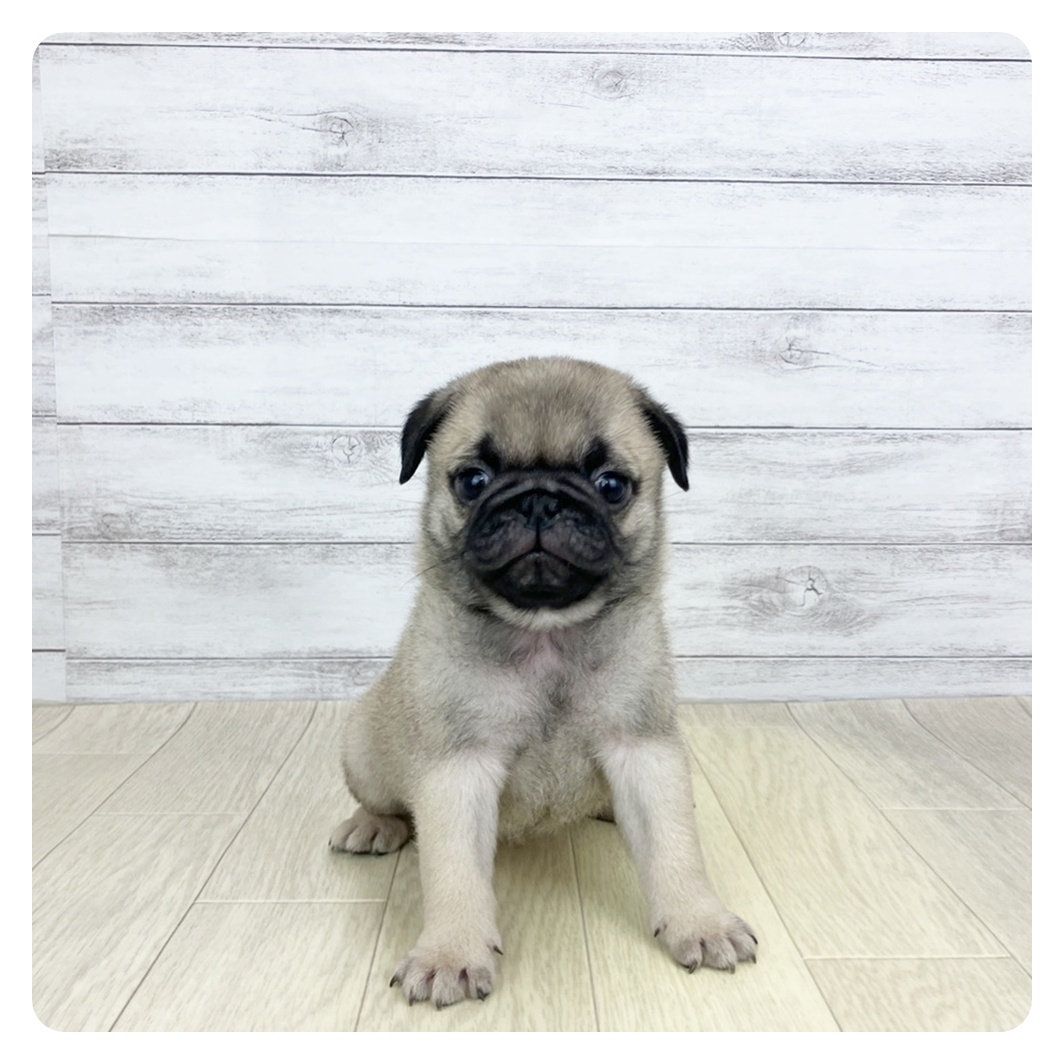 兵庫県のパグ (犬の家＆猫の里ニッケパークタウン加古川店/2025年11月2日生まれ/女の子/フォーン)の子犬