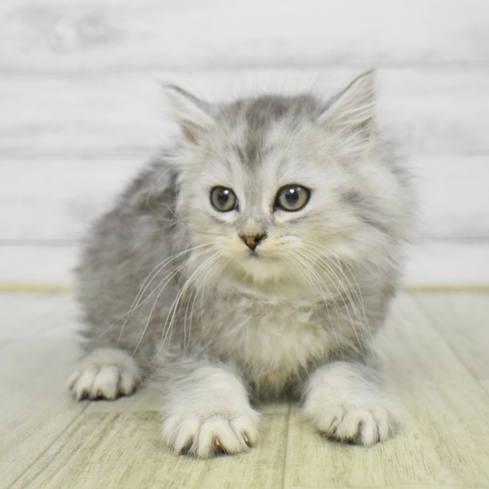 静岡県のミヌエット (犬の家＆猫の里MEGAドン・キホーテ袋井店/2025年11月1日生まれ/男の子/シルバータビー)の子猫