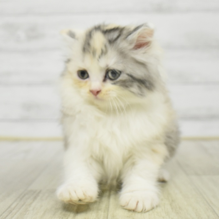 静岡県のミヌエット (犬の家＆猫の里藤枝店/2025年11月1日生まれ/女の子/ダイリュートキャリコ)の子猫