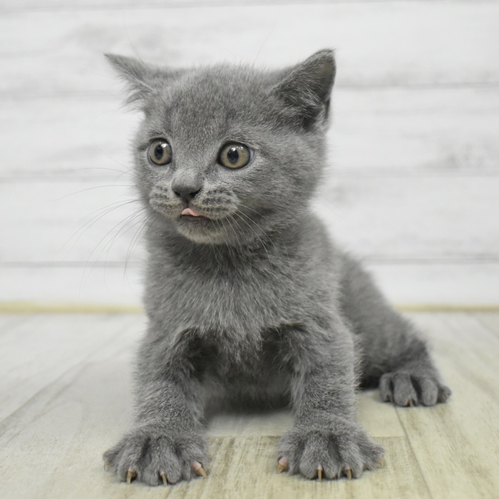 静岡県のブリティッシュショートヘアー (犬の家＆猫の里プレ葉ウォーク浜北店/2025年11月2日生まれ/男の子/ブルー)の子猫