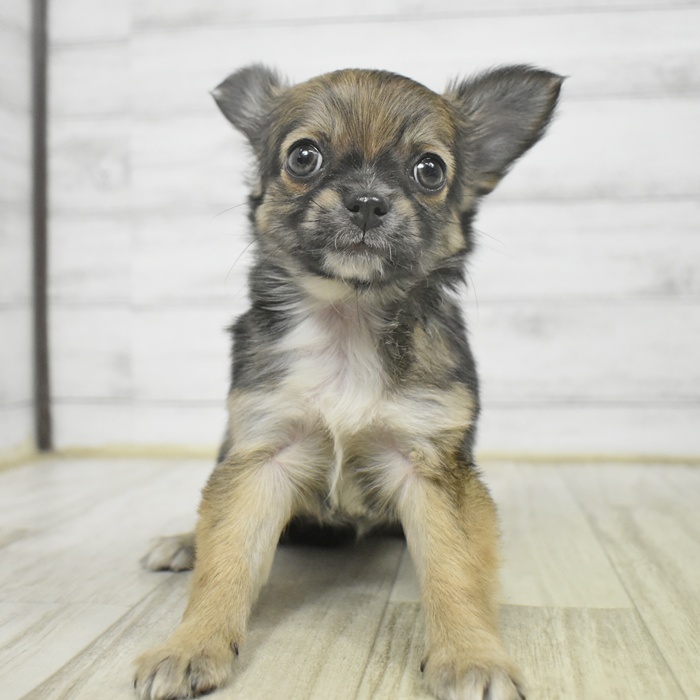 愛知県のチワワ(ロング) (犬の家＆猫の里名古屋天白店/2025年11月2日生まれ/女の子/フォーンホワイト)の子犬