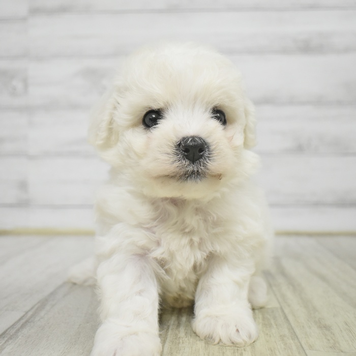 長野県のビションフリーゼ (犬の家＆猫の里長野店/2025年11月2日生まれ/女の子/ホワイト)の子犬の2枚目の画像