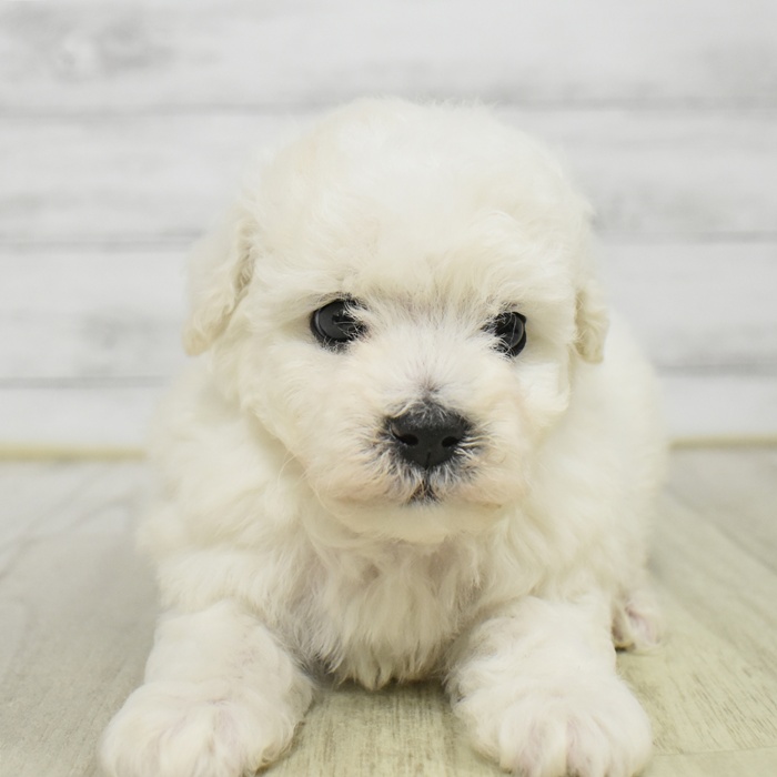 静岡県のビションフリーゼ (犬の家＆猫の里プレ葉ウォーク浜北店/2025年11月2日生まれ/男の子/ホワイト)の子犬