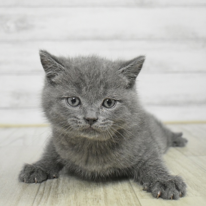 静岡県のブリティッシュショートヘアー (犬の家＆猫の里藤枝店/2025年11月1日生まれ/男の子/ブルー)の子猫