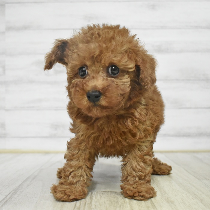 愛知県のトイプードル(トイ) (犬の家＆猫の里春日井本店/2025年11月1日生まれ/男の子/レッド)の子犬