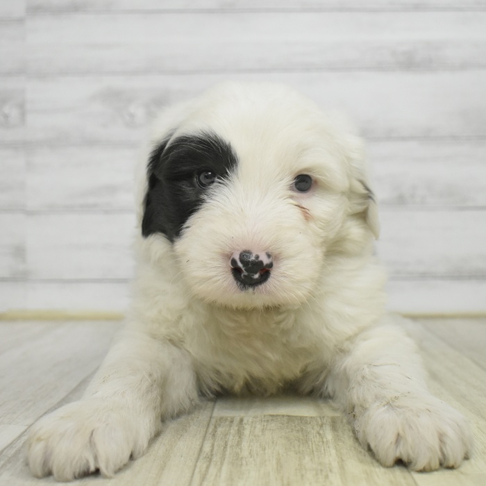 愛知県のオールドイングリッシュシープドッグ (犬の家＆猫の里豊川インター店/2025年11月2日生まれ/男の子/グレーホワイト)の子犬