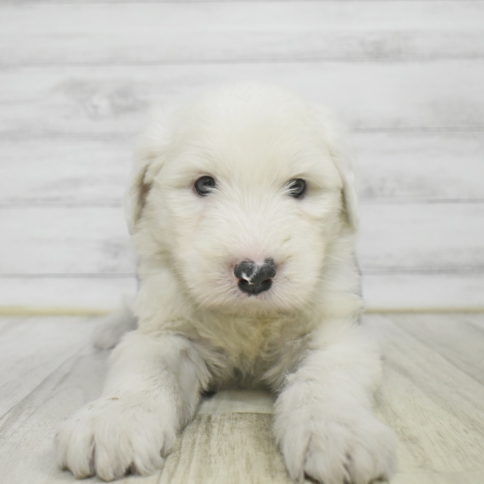長野県のオールドイングリッシュシープドッグ (犬の家＆猫の里長野店/2025年11月2日生まれ/女の子/グレーホワイト)の子犬